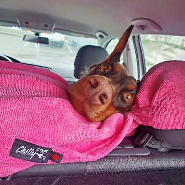 Doberman sitting on the Soaker Blanket in the car after a walk